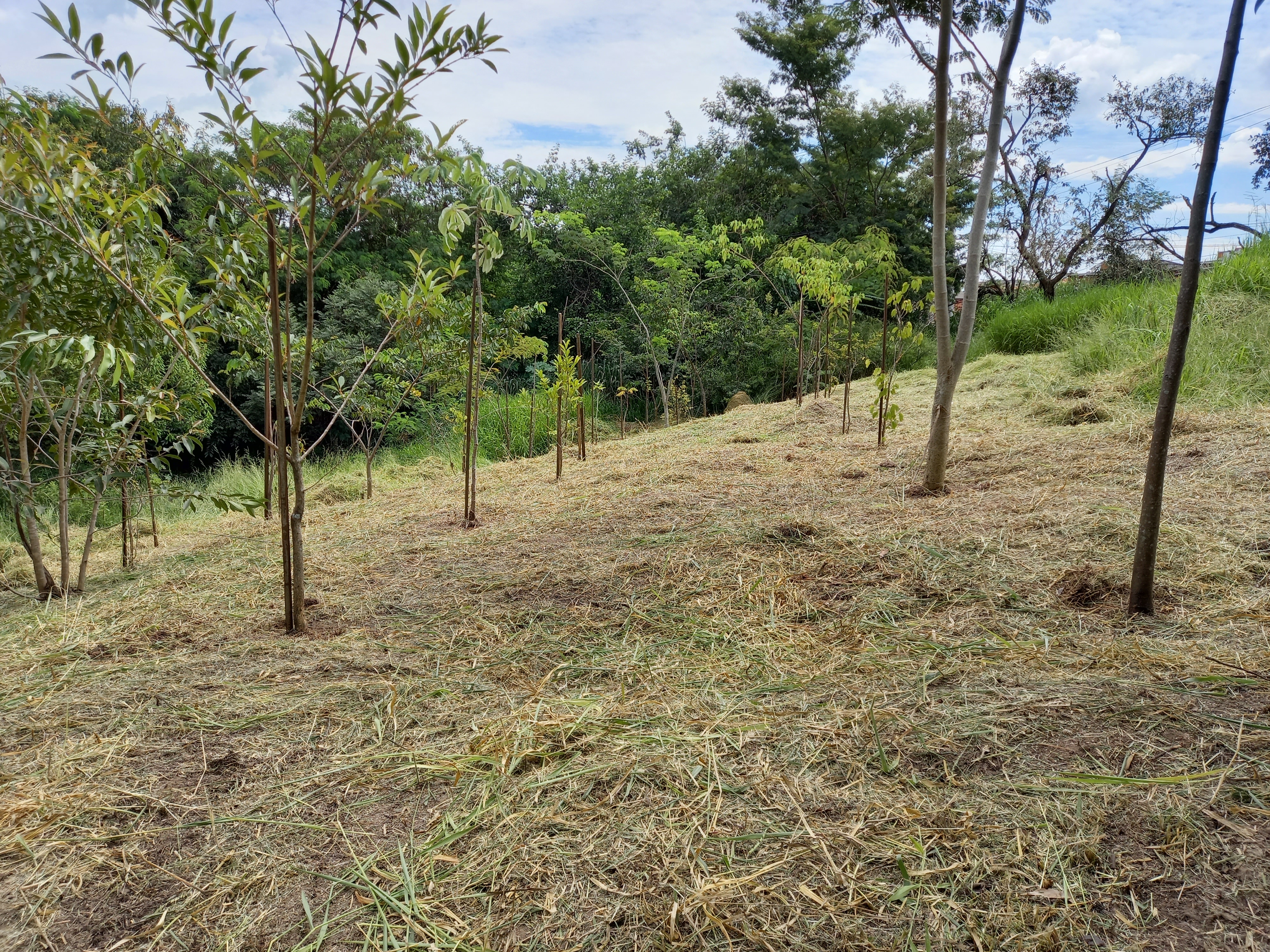 Serviço de Consultoria Ambiental em Ribeirão Preto